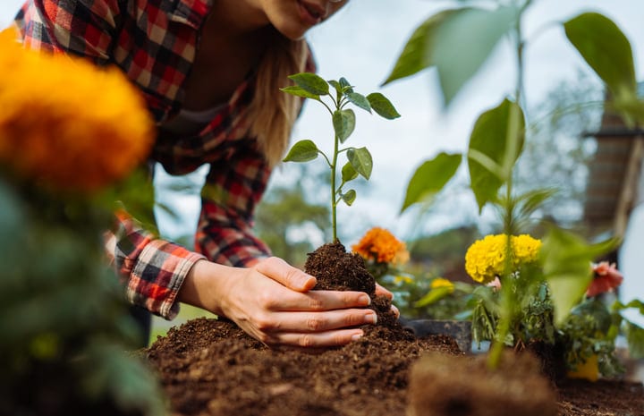 Gardener's Hands Gently Nestle Young Seedling Into Soil