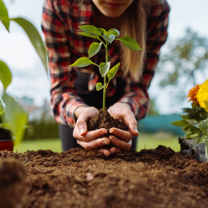 Nurturing New Life In A Vibrant Outdoor Garden