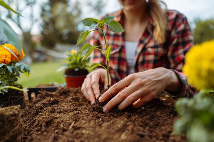 Hands Nurturing New Life In The Spring Garden
