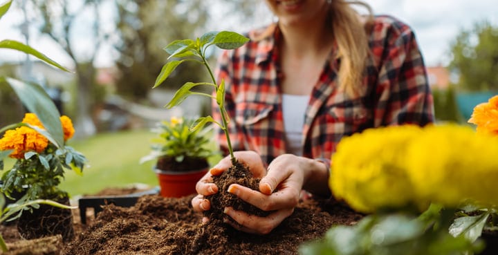 Nurturing New Growth in a Vibrant Garden Setting