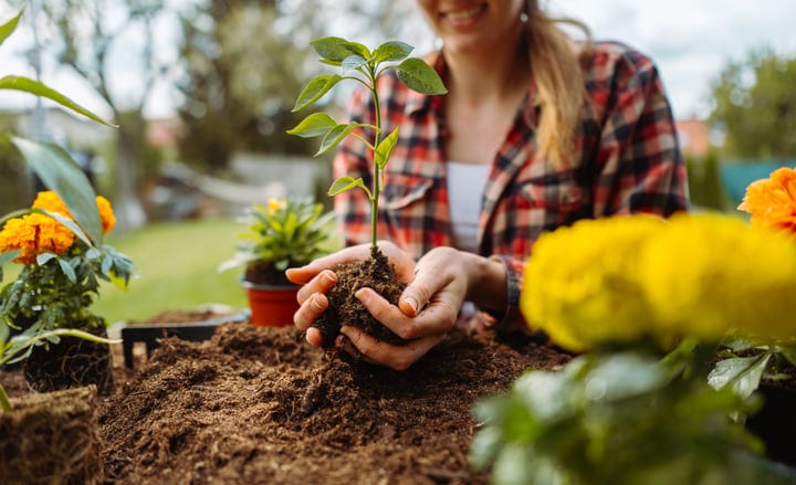 Hands Cradle a Seedling in Vibrant Outdoor Garden
