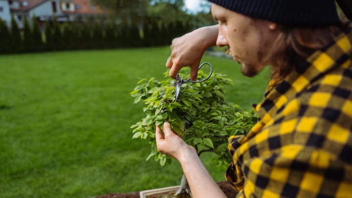 Focused Gardener Tends to Lush Green Bushes Outdoors