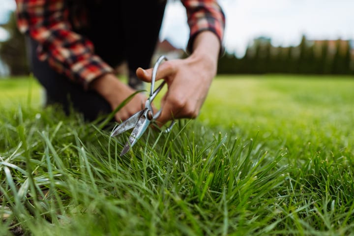 Hands Carefully Trim Grass With Garden Shears