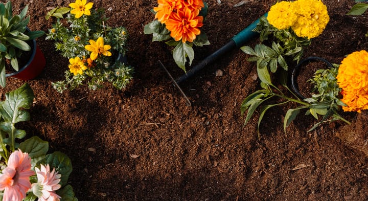 Vibrant Blooms Surrounding Freshly Tilled Soil in Garden