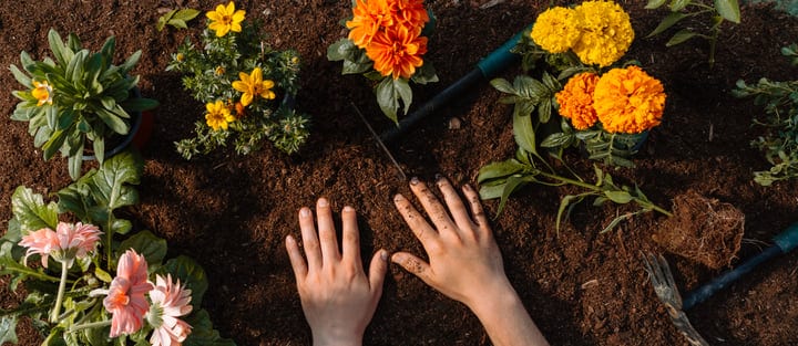 Hands Embrace the Earth in a Colorful Garden Scene