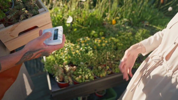 Gardener Monitors Temperature In Lush Greenhouse Oasis