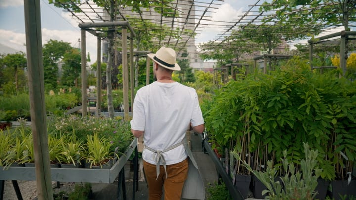 Gardener Strolls Through Lush Greenhouse Pathway