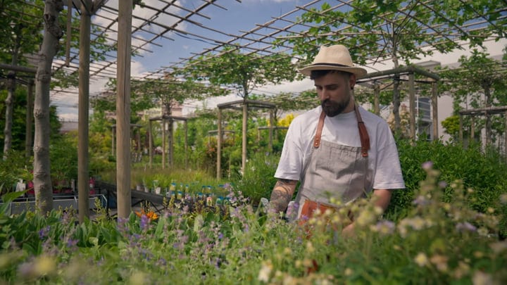 Gardener Tends to Greenhouse in Warm Afternoon Light