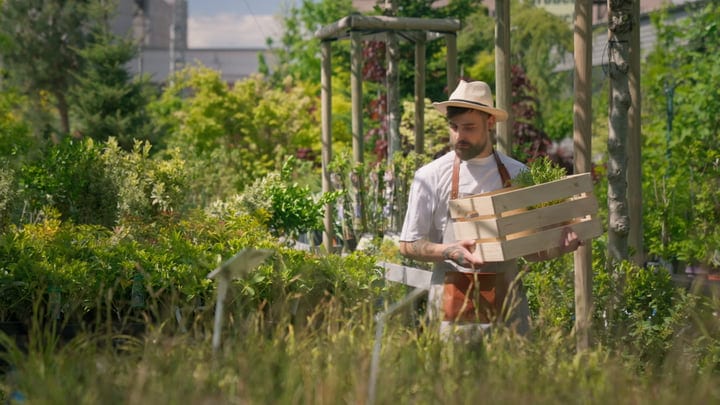 Gardener Carries Wooden Crate In Lush Greenhouse