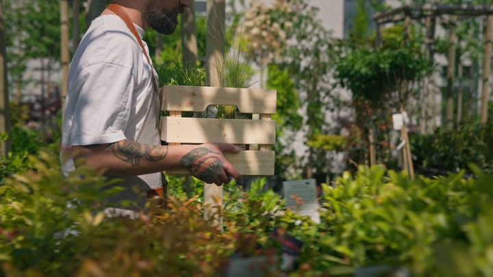 Bearded Gardener Tending To Greenhouse Plants With Care