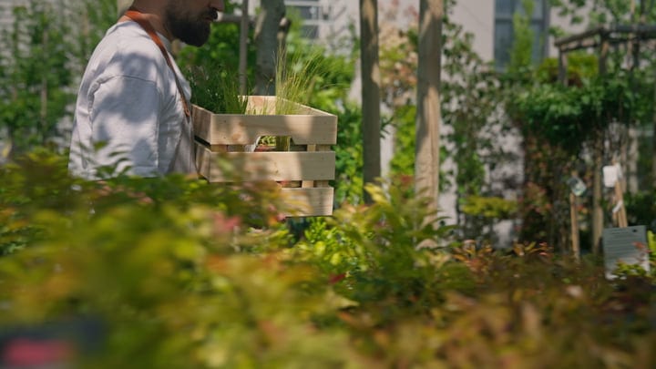 Gardener Carries Vibrant Greenery In A Sunlit Greenhouse