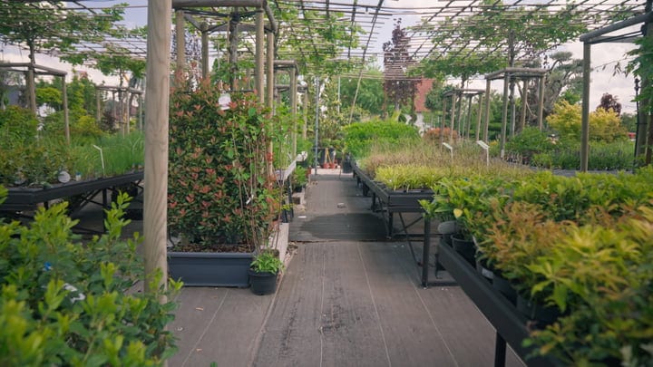 Vibrant Greenhouse Aisle Teeming With Life And Growth