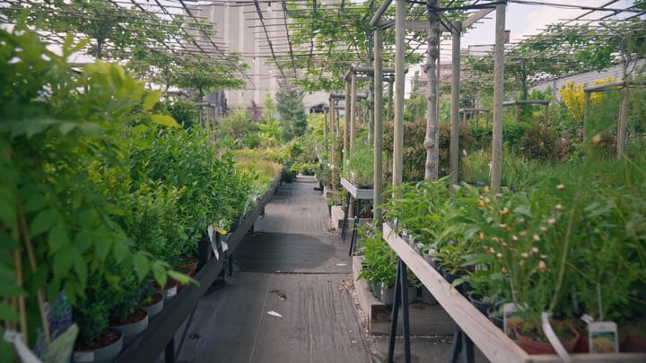 Serene Greenhouse Pathway Lined With Lush Foliage