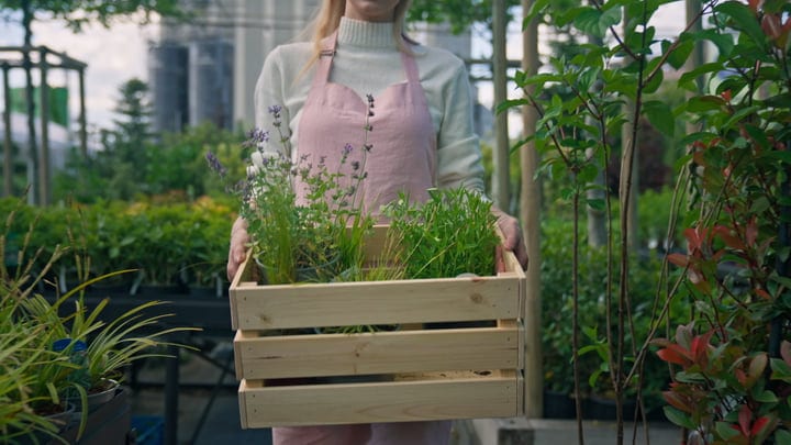 Gardener Tending Herbs In Sunlit Greenhouse Sanctuary
