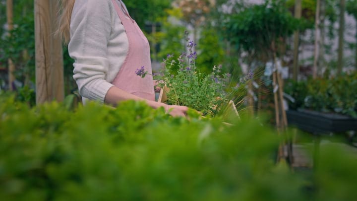 A Gardener Tends to Vibrant Greenhouse Blooms