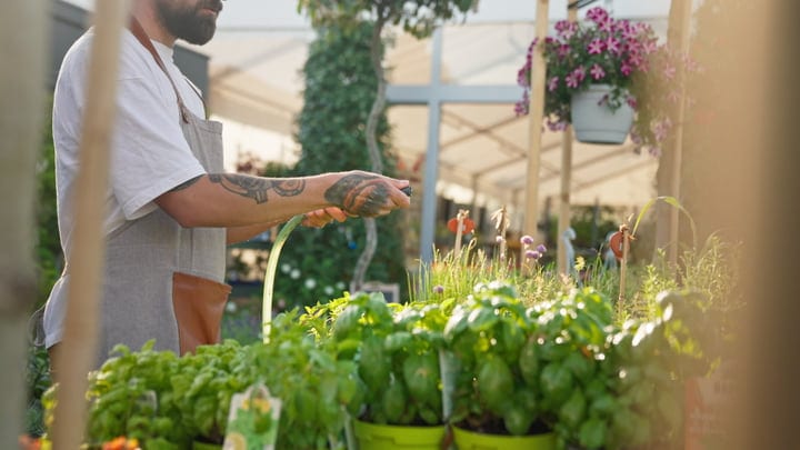 Gardener Tends to Lush Greenhouse Oasis with Care