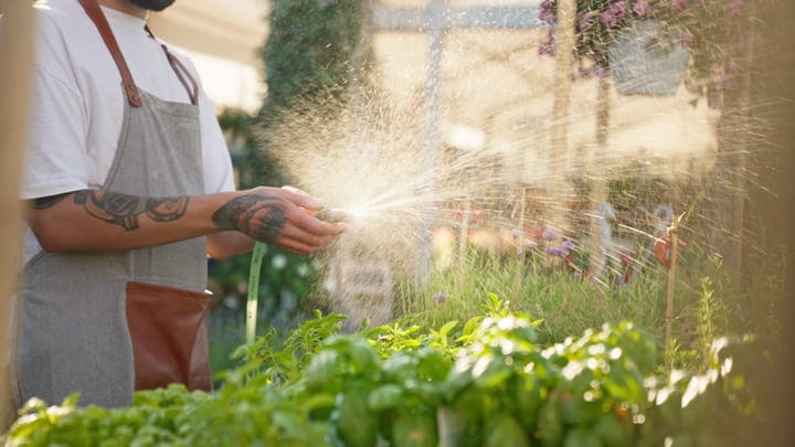 Gardener's Hands Nurture Greenhouse Life With Care