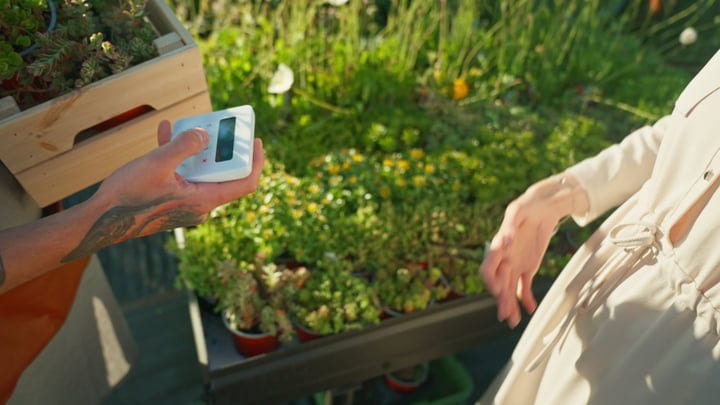 Gardener Monitors Greenhouse Plants With Digital Precision