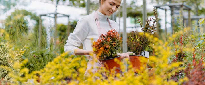 Serene Gardener Tending to Vibrant Greenhouse Blossoms