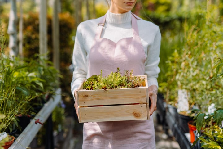 Gardener Holds Freshly Pruned Greens In Greenhouse