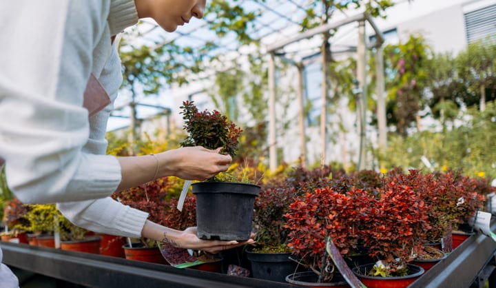 Gentle Hands Tend To Vibrant Greenhouse Shrubs
