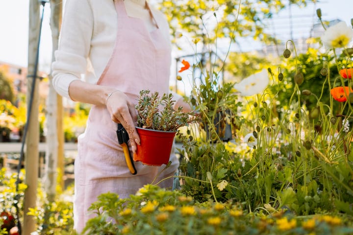 Gardener Tending to Plants in Sunny Greenhouse Setting