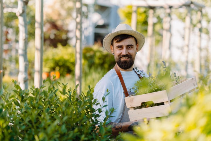 Joyful Gardener With Crate Of Fresh Herbs In Greenhouse