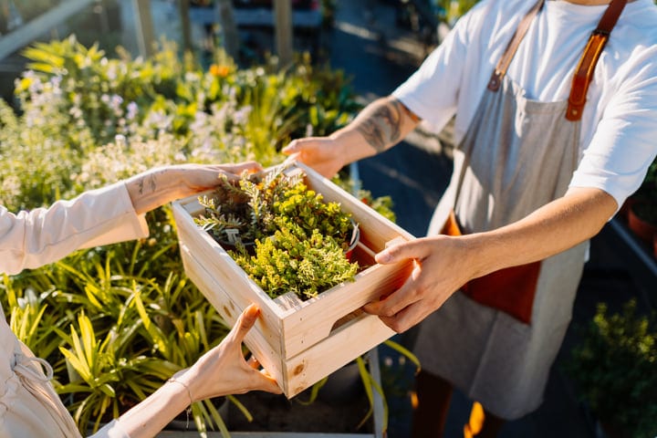 Hands Exchange a Wooden Box of Vibrant Greenery