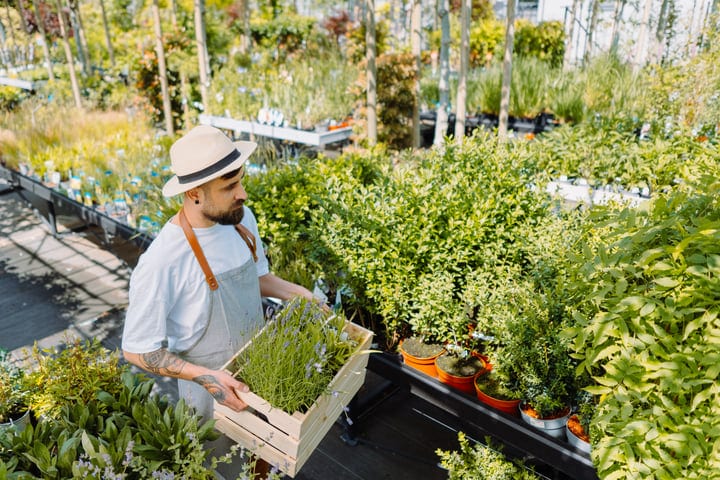 Gardener Carries Lavender in Lush Greenhouse Setting