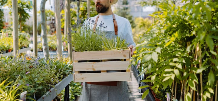 Gardener Cradles Lush Greenery in Sunlit Greenhouse