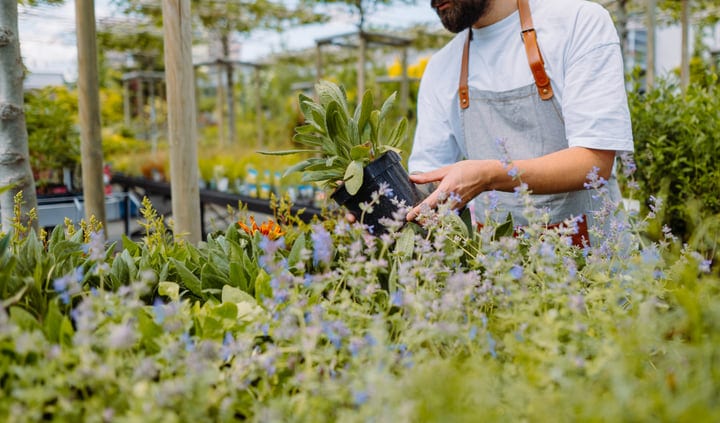 Careful Hands in a Vibrant Greenhouse Setting