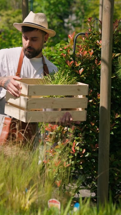 Gardener Carefully Tending Plants In Sunny Greenhouse