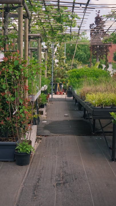 Lush Greenhouse Pathway Invites Seasonal Tranquility