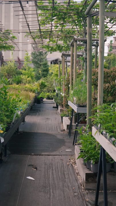 Lush Green Pathway Under Wooden Trellis In Greenhouse
