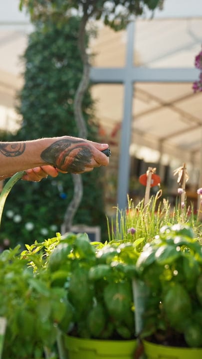 Tattooed Gardener Prunes Herbs in Lush Greenhouse