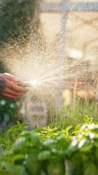 Morning Light Catches Watering Hand In Greenhouse