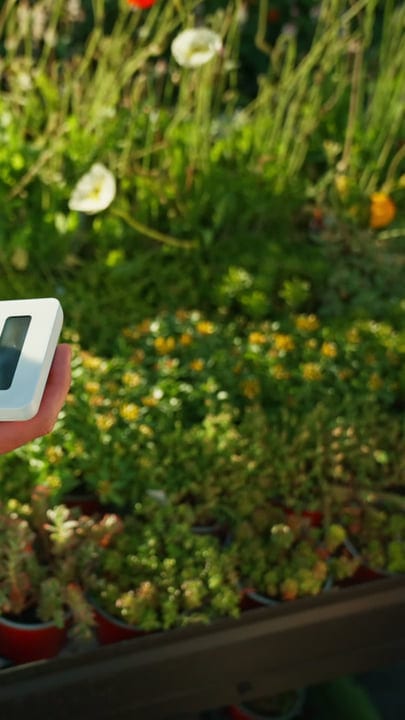 Gardener Measures Temperature Inside Lush Greenhouse Oasis