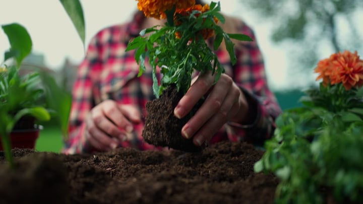 Hands Gently Planting Flowers In A Vibrant Garden