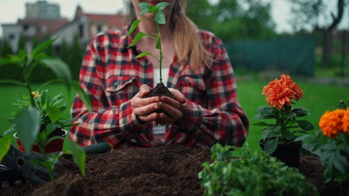 Hands Embrace New Growth In Vibrant Garden Setting