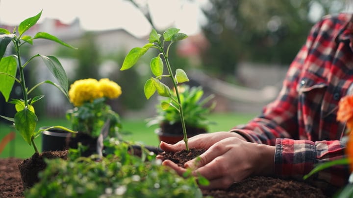 Hands Nurturing Young Plant In Vibrant Garden Setting