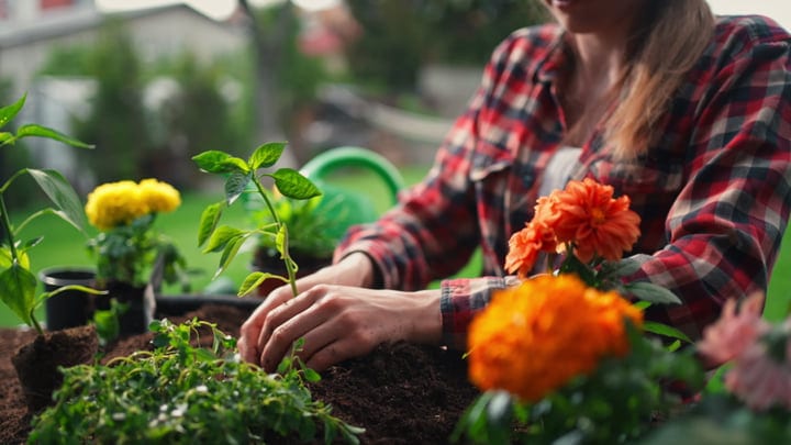 Hands Nurturing New Plants In A Vibrant Garden Scene