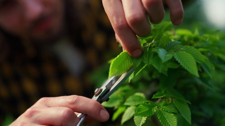 Hands Gently Trimming Lush Green Leaves In Garden