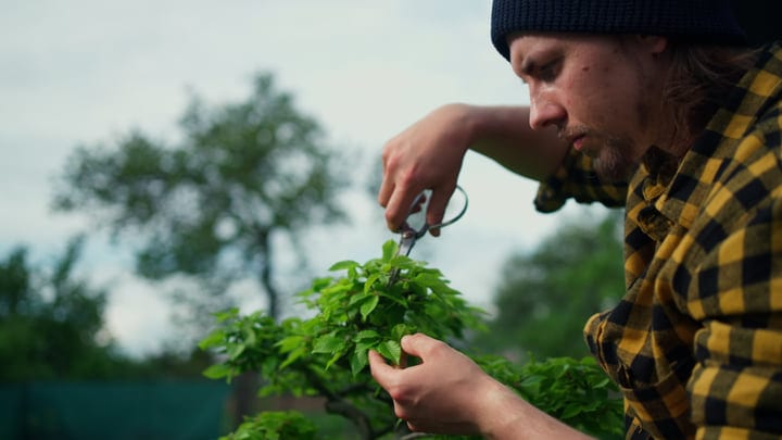 Focused Gardener Pruning Fresh Greenery in the Morning Light