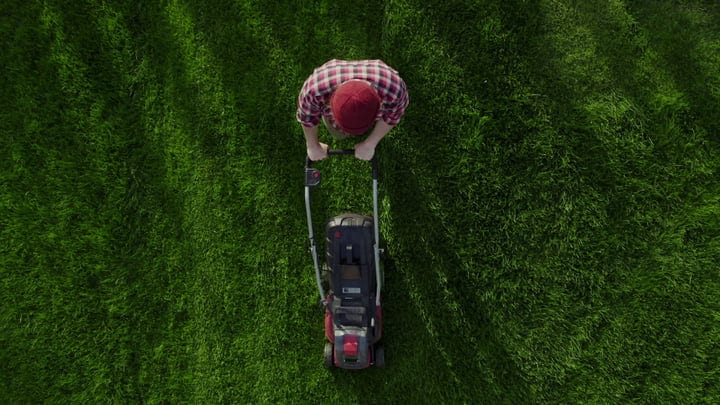 A Gardener in Plaid Tends to Vibrant Lawn