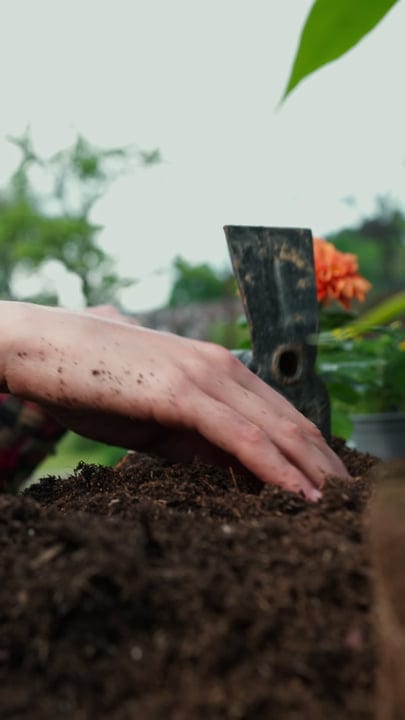 Hands Gently Nurturing Soil For New Growth In Spring