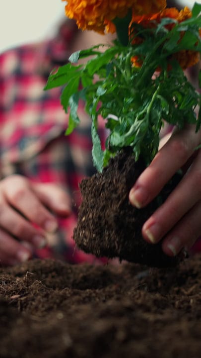 Hands Gently Planting Marigold In Rich Garden Soil