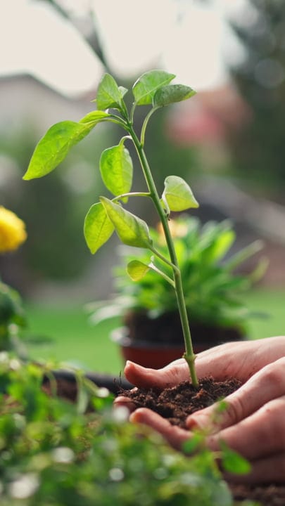 Hands Cradle a Young Plant in the Vibrant Garden
