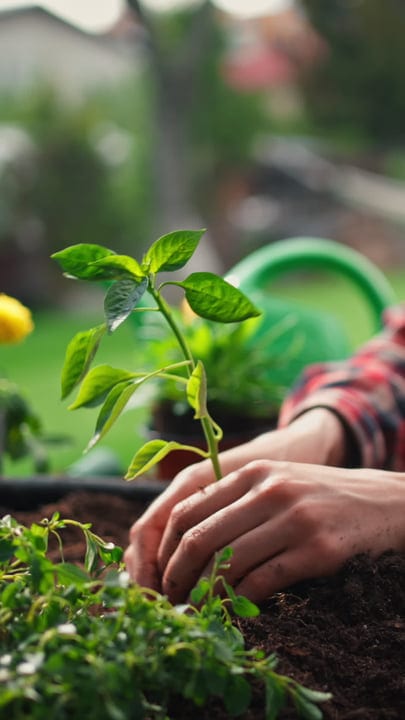 Hands Nurturing Young Plants In A Vibrant Garden
