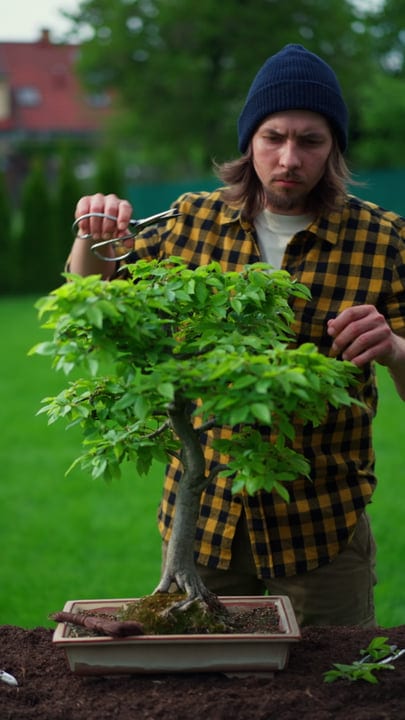 Focused Gardener Prunes a Bonsai Tree in Backyard