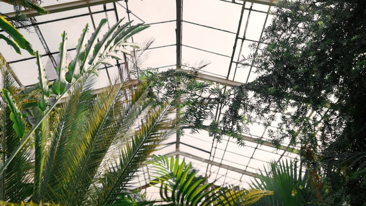 Lush Foliage Reaches Towards The Skylight Greenhouse